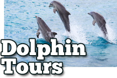 Dolphin Tours Available